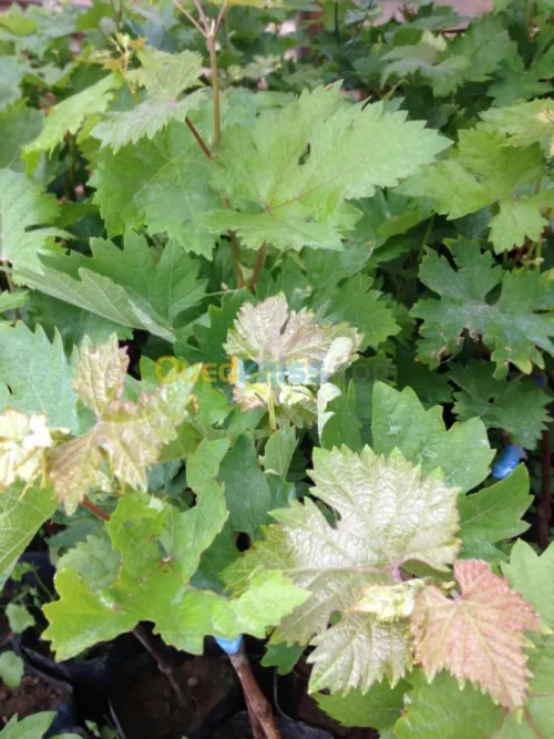 vigne دالية