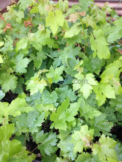 vigne دالية