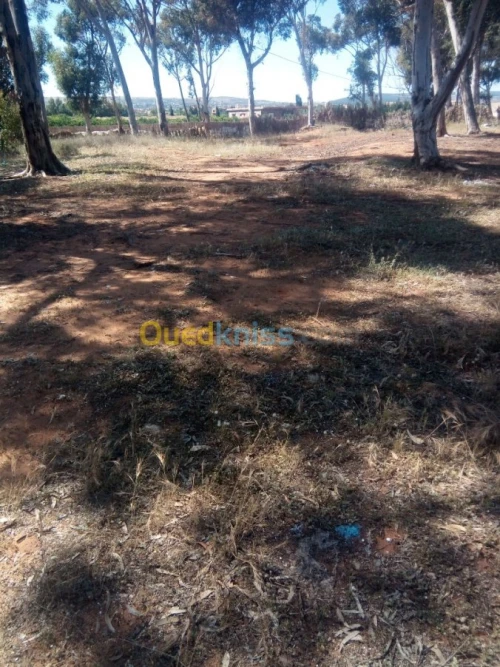 Location Terrain Agricole Mostaganem Sidi lakhdaara