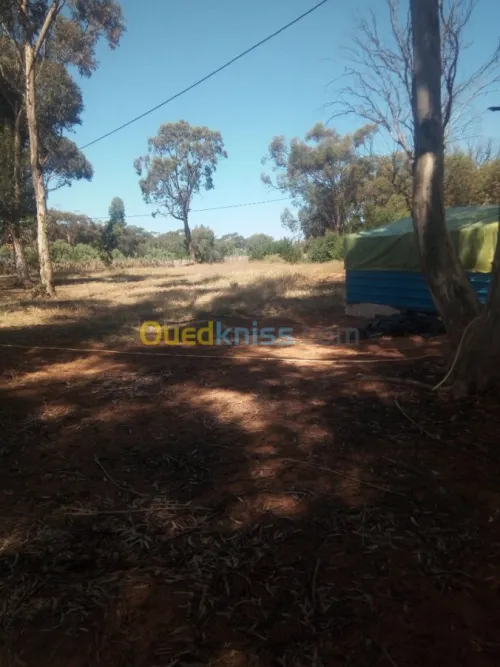 Location Terrain Agricole Mostaganem Sidi lakhdaara