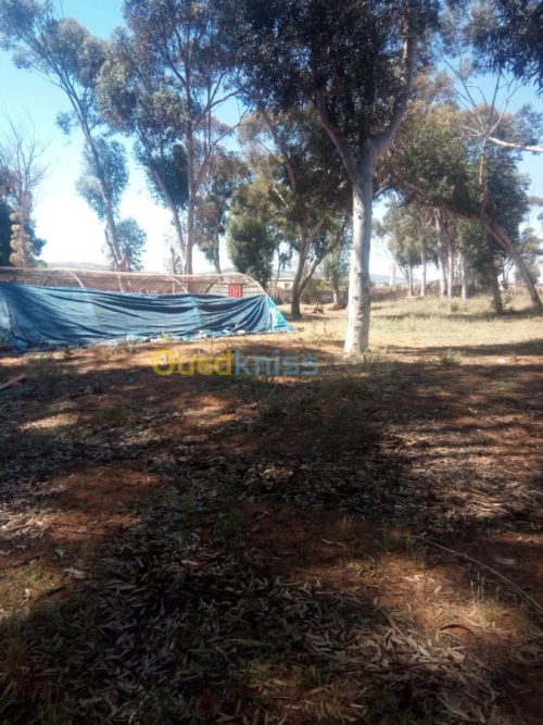 Location Terrain Agricole Mostaganem Sidi lakhdaara