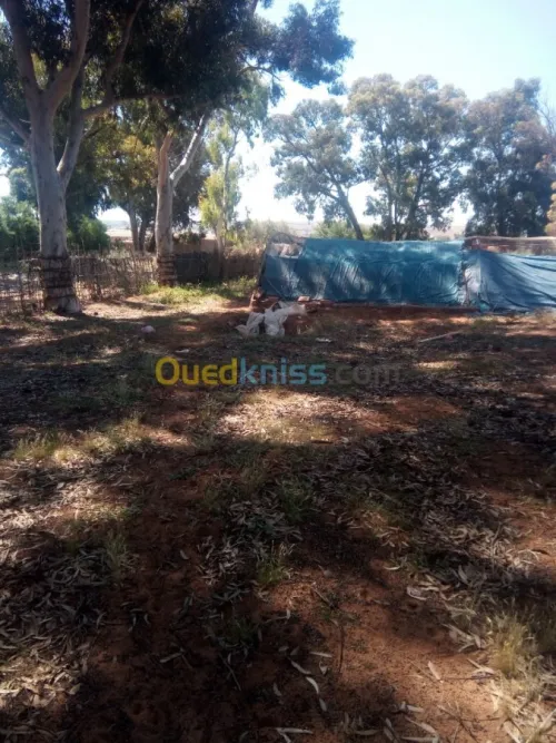 Location Terrain Agricole Mostaganem Sidi lakhdaara