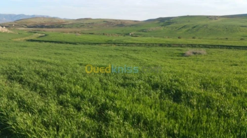 Vente Terrain Agricole Bordj bou arreridj El achir