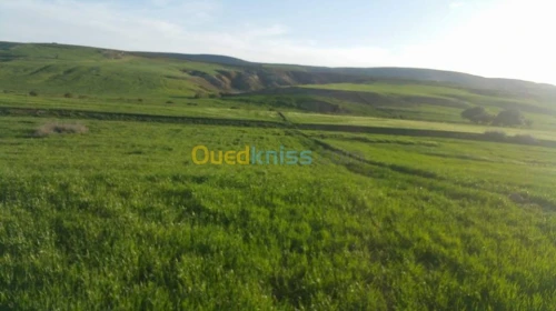 Vente Terrain Agricole Bordj bou arreridj El achir