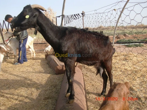 Vend chevre de Race بيع الماعز من سلال