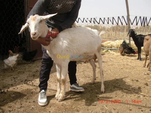 Vend chevre de Race بيع الماعز من سلال