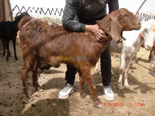Vend chevre de Race بيع الماعز من سلال