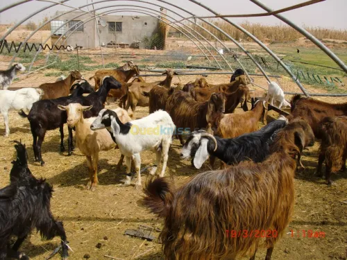 Vend chevre de Race بيع الماعز من سلال