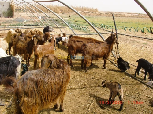 Vend chevre de Race بيع الماعز من سلال
