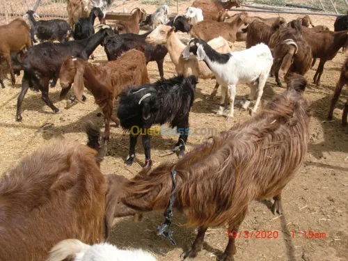 Vend chevre de Race بيع الماعز من سلال