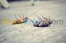 elimination CAFARDS 100%