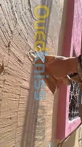 Travaux peinture services