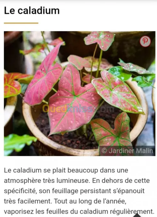 Jardinerie plantes.arbres