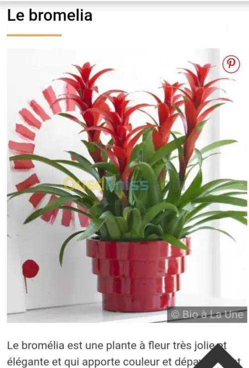 Jardinerie plantes.arbres