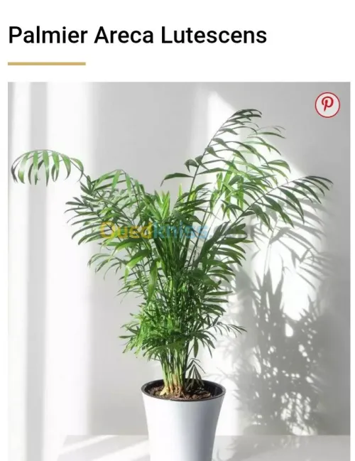 Jardinerie plantes.arbres