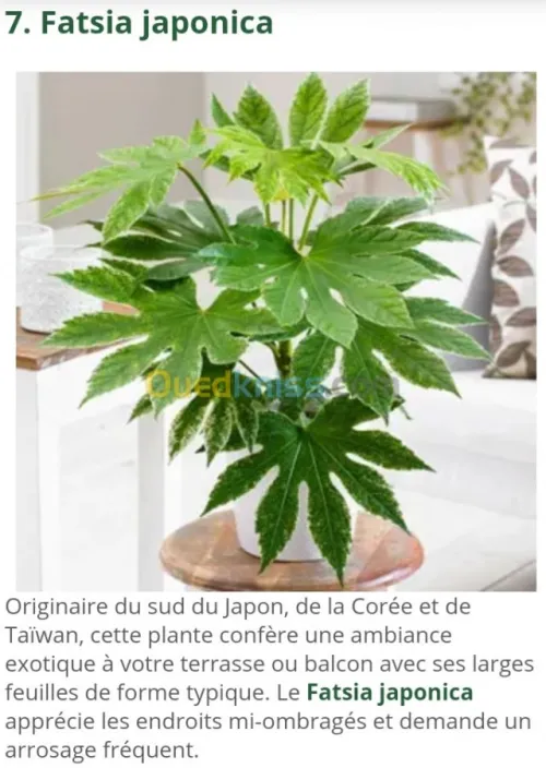 Jardinerie plantes.arbres