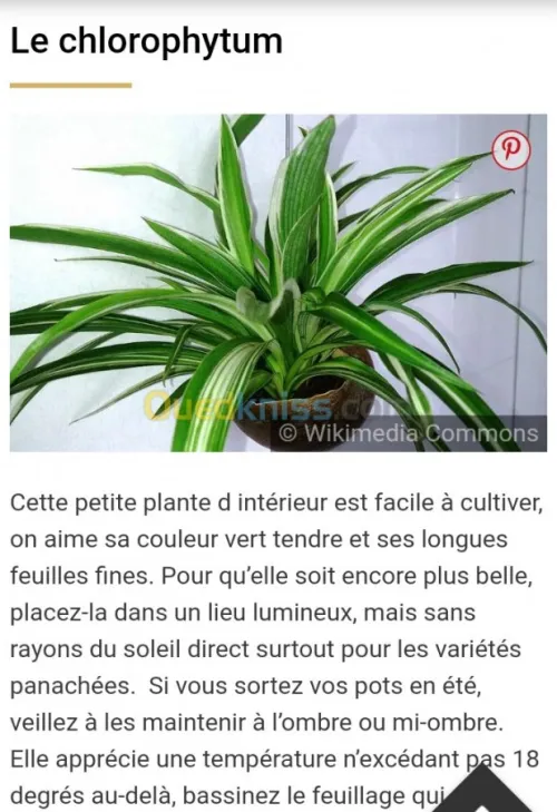 Jardinerie plantes.arbres