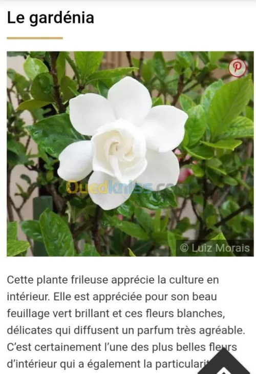 Jardinerie plantes.arbres