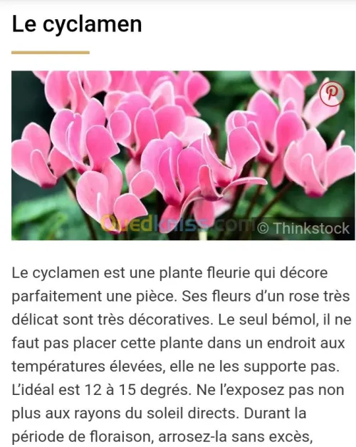 Jardinerie plantes.arbres