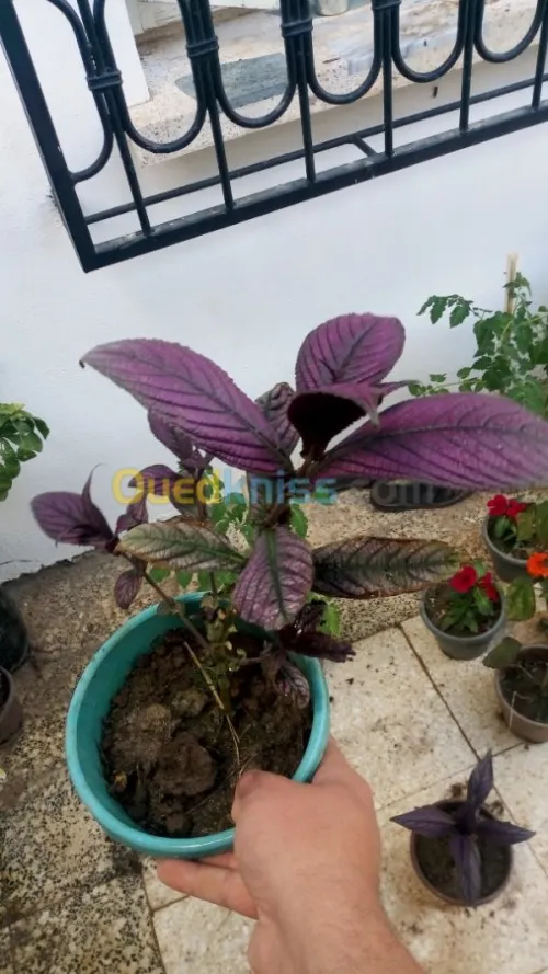 Jardinerie plantes.arbres