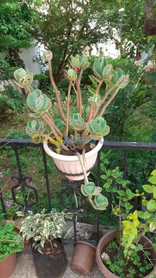Jardinerie plantes.arbres