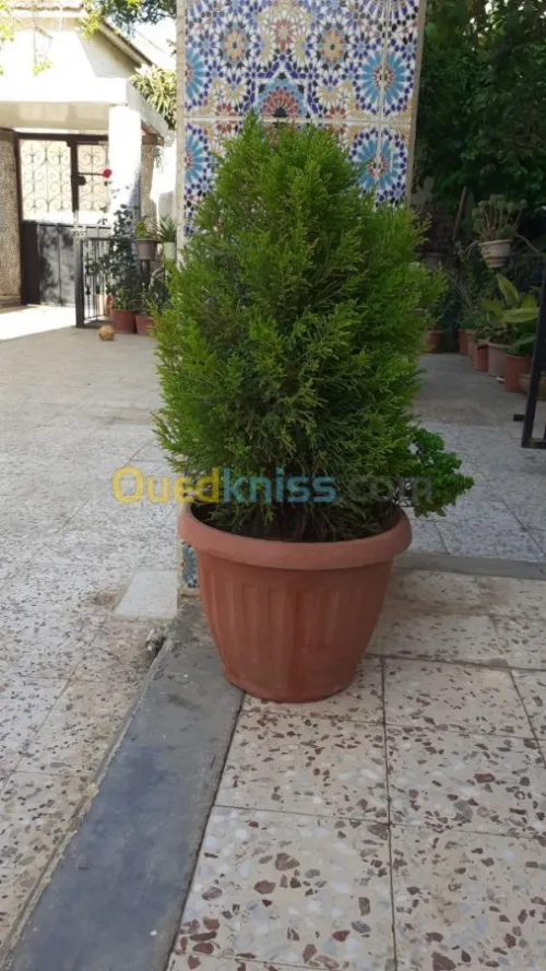 Jardinerie plantes.arbres