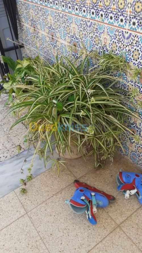 Jardinerie plantes.arbres