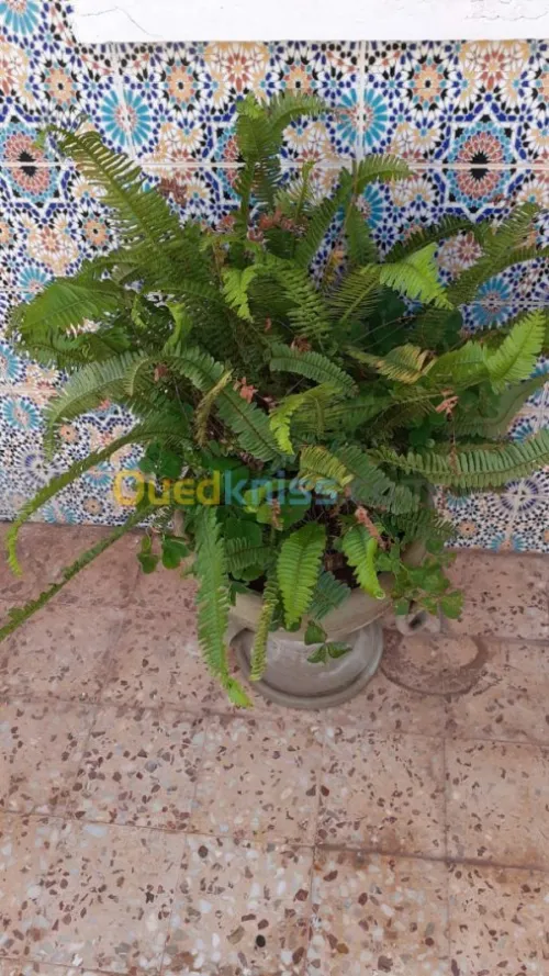 Jardinerie plantes.arbres