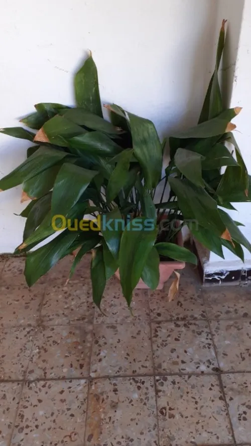 Jardinerie plantes.arbres