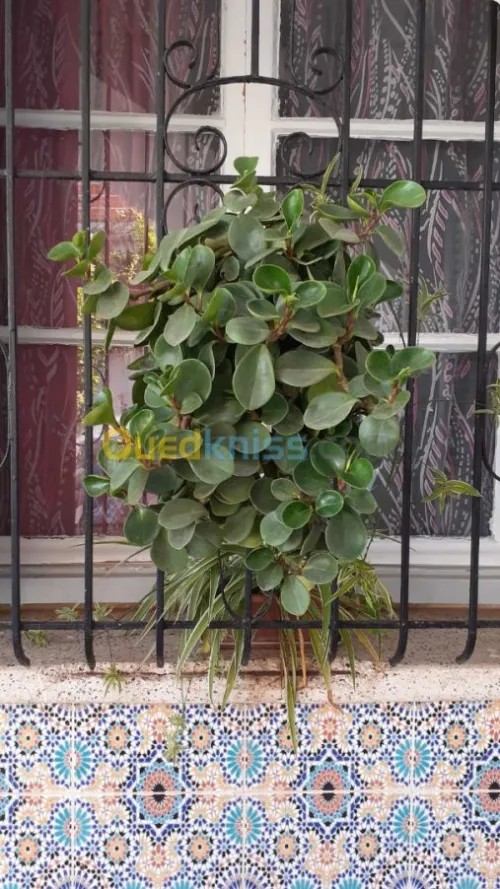Jardinerie plantes.arbres