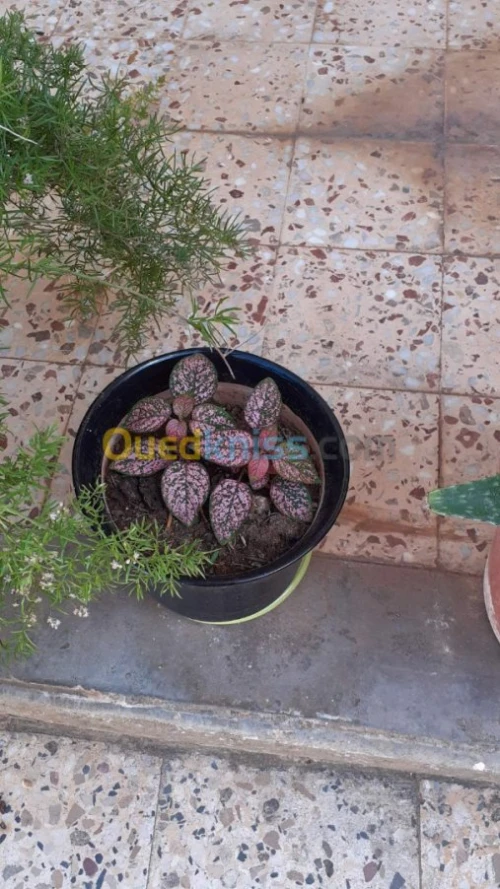 Jardinerie plantes.arbres