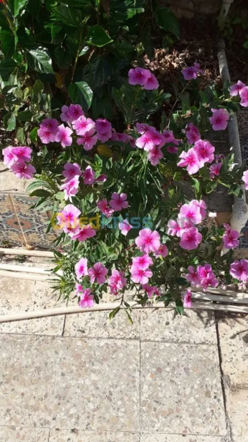 Jardinerie plantes.arbres