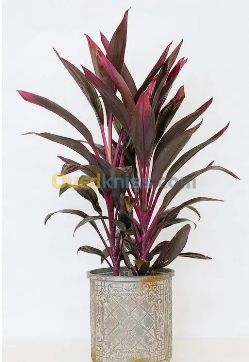 Jardinerie plantes.arbres