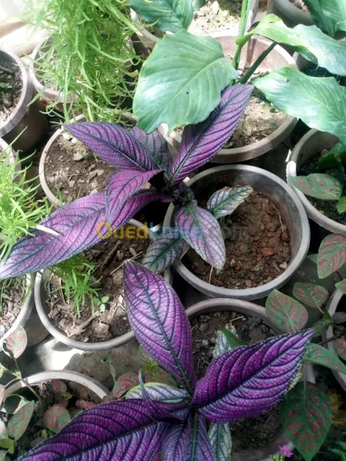 Jardinerie plantes.arbres