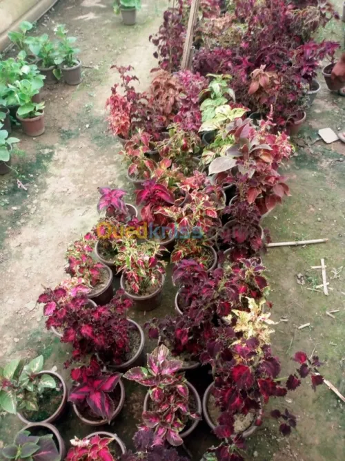 Jardinerie plantes.arbres