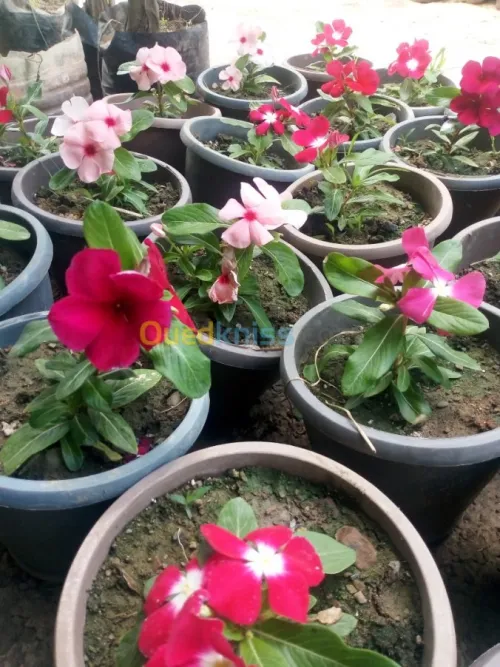 Jardinerie plantes.arbres