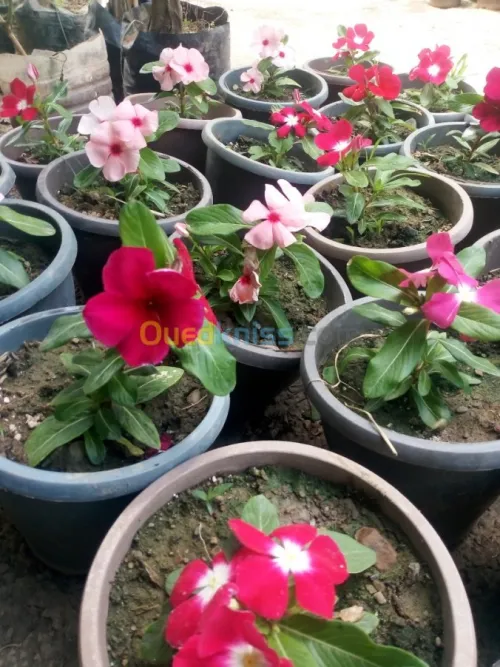 Jardinerie plantes.arbres