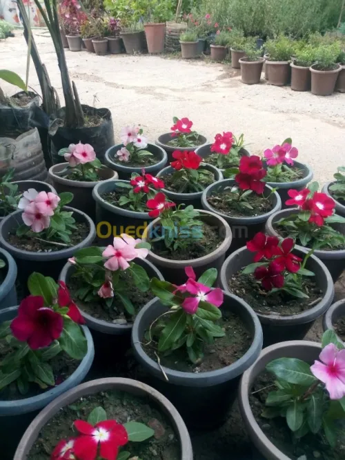 Jardinerie plantes.arbres