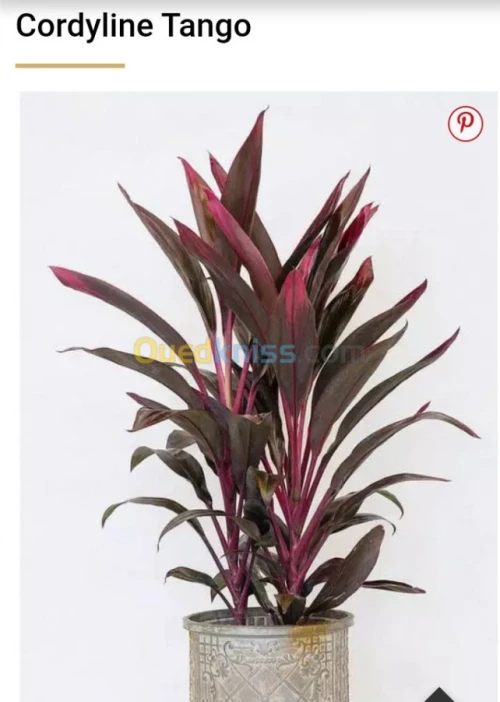 Jardinerie plantes.arbres