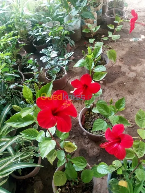 Jardinerie plantes.arbres