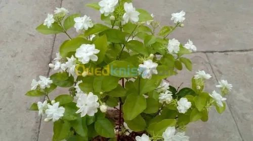 Jardinerie plantes.arbres