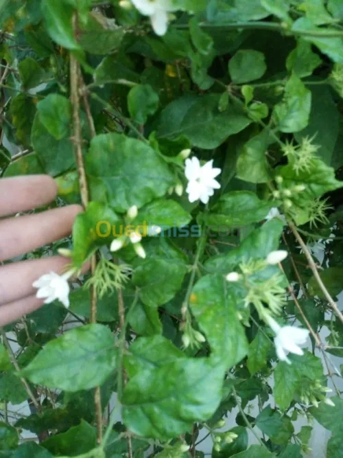 Jardinerie plantes.arbres