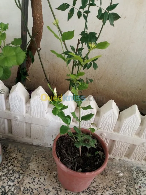 Jardinerie plantes.arbres