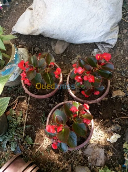 Jardinerie plantes.arbres