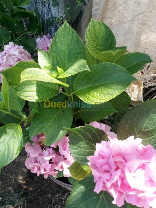 Jardinerie plantes.arbres