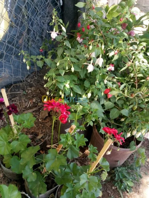 Jardinerie plantes.arbres