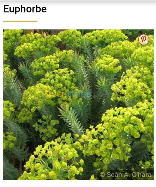 Jardinerie plantes.arbres