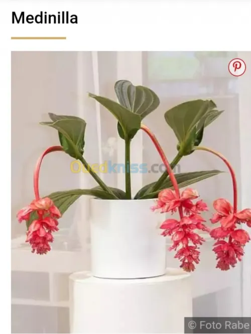 Jardinerie plantes.arbres