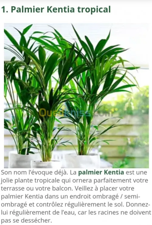 Jardinerie plantes.arbres
