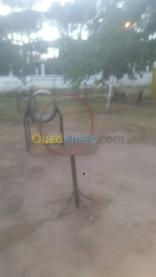 Dressage de chien bouchaoui 